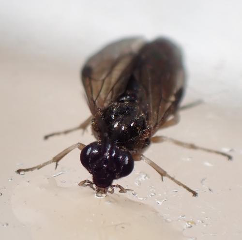 Priophorus compressicornis